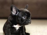 Blue Gen Taşıyıcı Black French Buldog