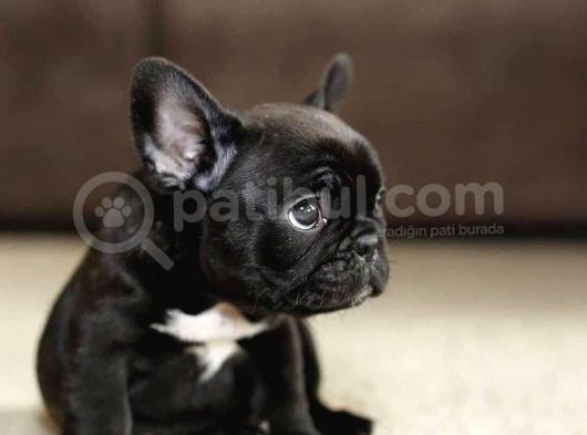 Blue Gen Taşıyıcı Black French Buldog görsel