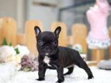 Blue gen taşıyıcı black French buldog