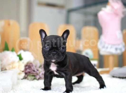 Blue Gen Taşıyıcı Black French Buldog