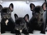 Blue Gen Taşıyıcı Black French Buldog