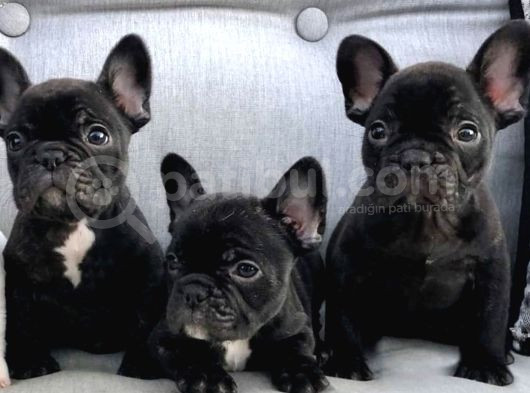 Blue Gen Taşıyıcı Black French Buldog görsel