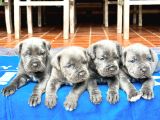 Blue Mavi Gözlü Cane Corso Bebekler