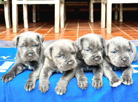 Blue Mavi Gözlü Cane Corso Bebekler görsel