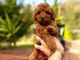 Türki̇yeni̇n Tek Gerçek Toy Poodle Bebekleri̇