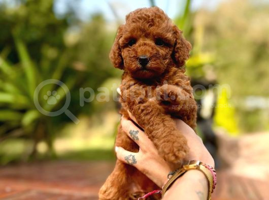 Türki̇yeni̇n Tek Gerçek Toy Poodle Bebekleri̇ görsel