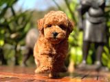 Türki̇yeni̇n Tek Gerçek Toy Poodle Bebekleri̇