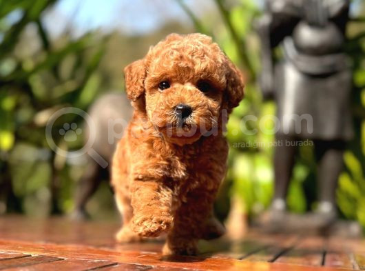 Türki̇yeni̇n Tek Gerçek Toy Poodle Bebekleri̇ görsel