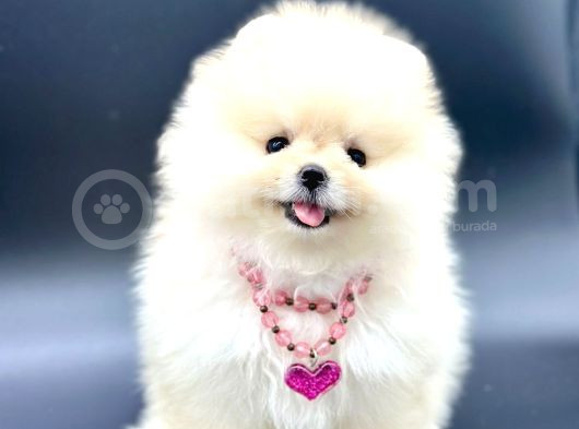 Exacly Teddy Bear Boo Yüz Garantili görsel