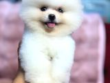 Üst kalite pomeranian bebekler
