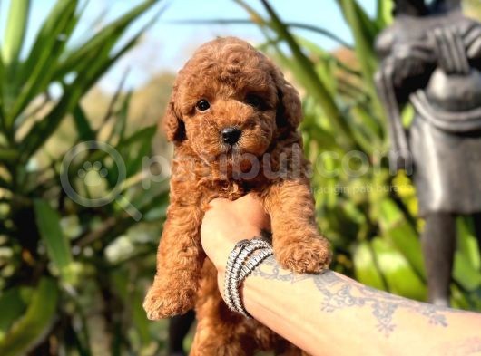 Türki̇yeni̇n Tek Gerçek Toy Poodle Bebekleri̇ görsel