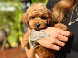 Türki̇yeni̇n Tek Gerçek Toy Poodle Bebekleri̇