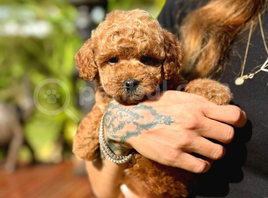 Türki̇yeni̇n Tek Gerçek Toy Poodle Bebekleri̇ görsel