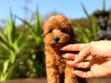 Türki̇yeni̇n Tek Gerçek Toy Poodle Bebekleri̇