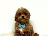 Red Braw Kıpkırmızı Ev Üretimi Tooy Poodle 