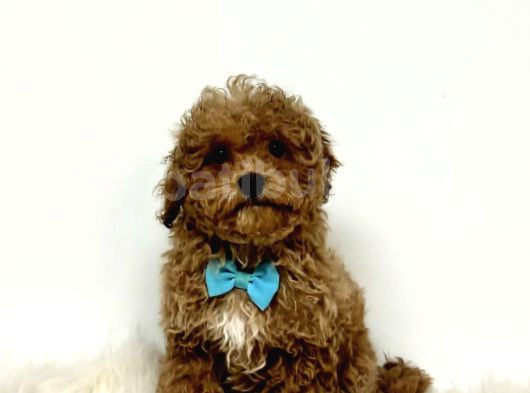Red Braw Kıpkırmızı Ev Üretimi Tooy Poodle  görsel