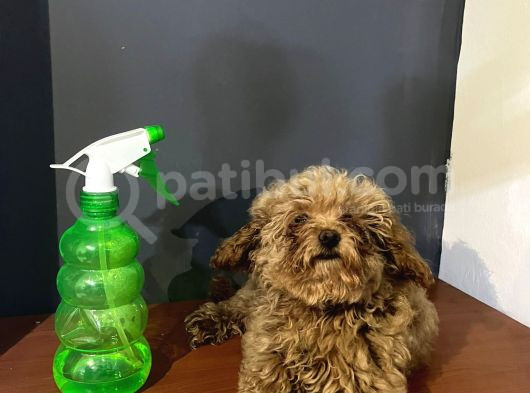 Sağlık Ve Kilo Garantili Ev Ortamında Toy Poode görsel