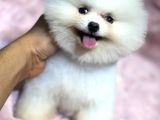 Üst Kalite Pomeranian Bebekler