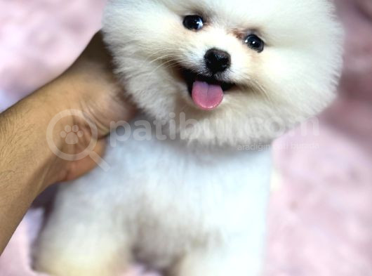 Üst Kalite Pomeranian Bebekler görsel