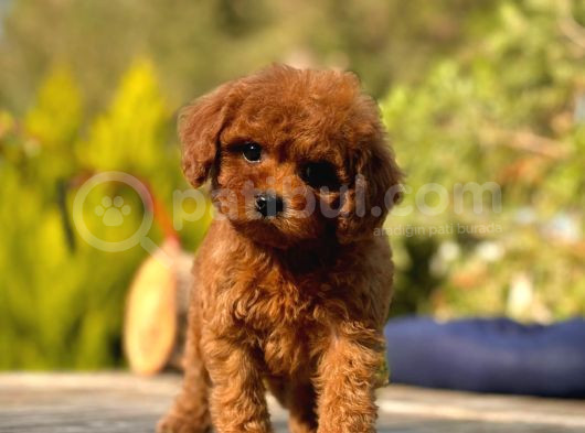 Türki̇yeni̇n Tek Gerçek Toy Poodle Bebekleri̇