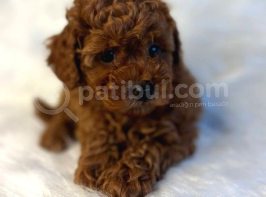 Türki̇yeni̇n Tek Gerçek Toy Poodle Bebekleri̇ görsel