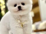Mini boy boo ayıcık surat Tiny