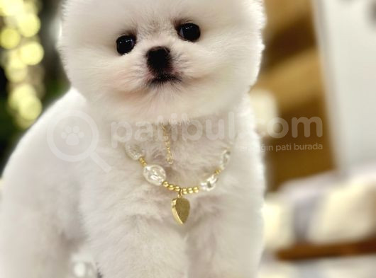 Mini Boy Boo Ayıcık Surat Tiny