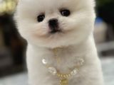 Mini Boy Boo Ayıcık Surat Tiny