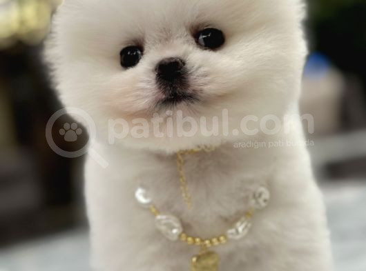 Mini Boy Boo Ayıcık Surat Tiny görsel