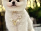 Mini Boy Boo Ayıcık Surat Tiny
