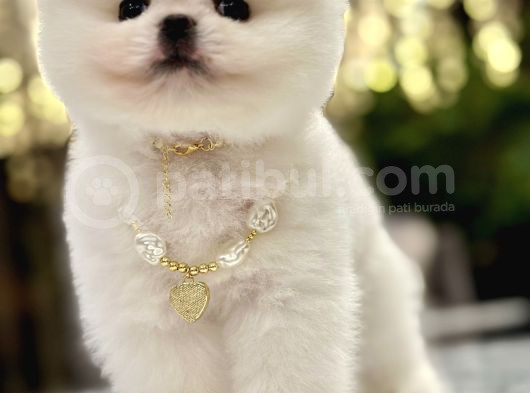 Mini Boy Boo Ayıcık Surat Tiny görsel