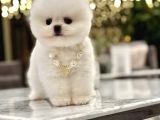 Mini Boy Boo Ayıcık Surat Tiny