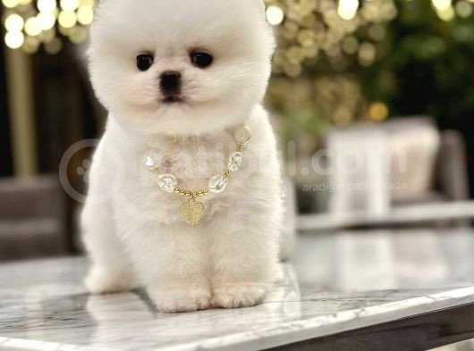 Mini Boy Boo Ayıcık Surat Tiny görsel