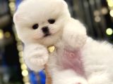 Mini Boy Boo Ayıcık Surat Tiny