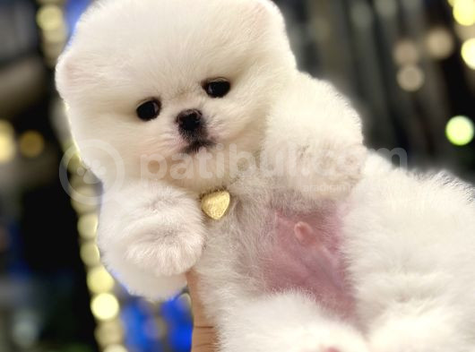 Mini Boy Boo Ayıcık Surat Tiny görsel