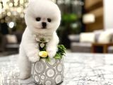 Mini Boy Boo Ayıcık Surat Tiny