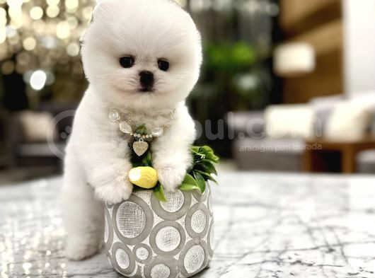 Mini Boy Boo Ayıcık Surat Tiny görsel