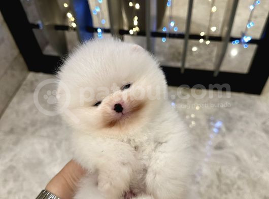 Thailanddan Gelen Teddy Bear Özel Seri Yavru görsel
