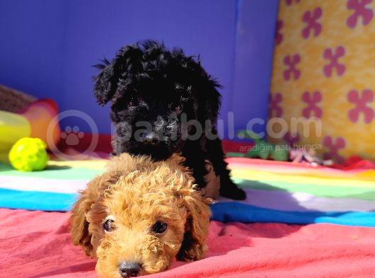 Eşsi̇z Güzelli̇k Ve Kali̇teli̇ Toy Poodle Yavrulari Candostumda görsel