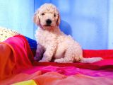Dev Poodle Yavrularina Dev Kampanya Si̇zleri̇ Bekli̇yor