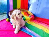 Dev Poodle Yavrularina Dev Kampanya Si̇zleri̇ Bekli̇yor
