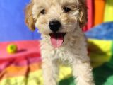 Eşsi̇z Güzelli̇k Ve Kali̇teli̇ Toy Poodle Yavrulari Candostumda