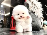 Thailanddan Gelen Teddy Bear Özel Seri Yavru