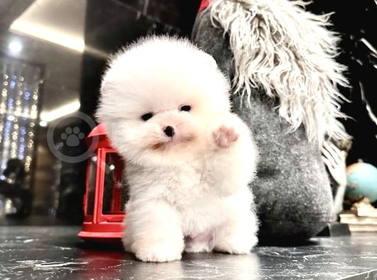 Thailanddan Gelen Teddy Bear Özel Seri Yavru görsel