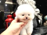 thailanddan gelen TEDDY BEAR özel seri yavru