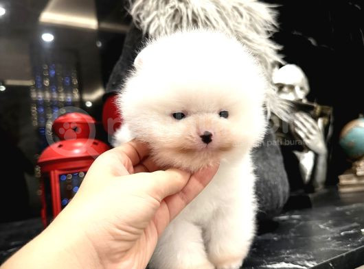 thailanddan gelen TEDDY BEAR özel seri yavru