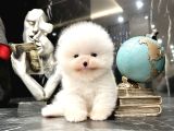 Thailanddan Gelen Teddy Bear Özel Seri Yavru