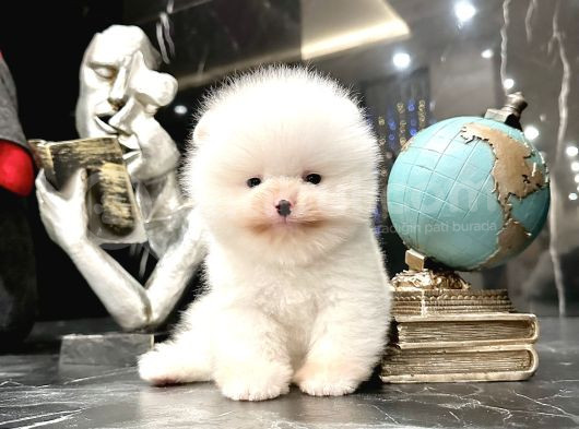 Thailanddan Gelen Teddy Bear Özel Seri Yavru görsel