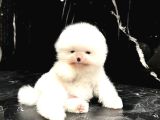 Thailanddan Gelen Teddy Bear Özel Seri Yavru
