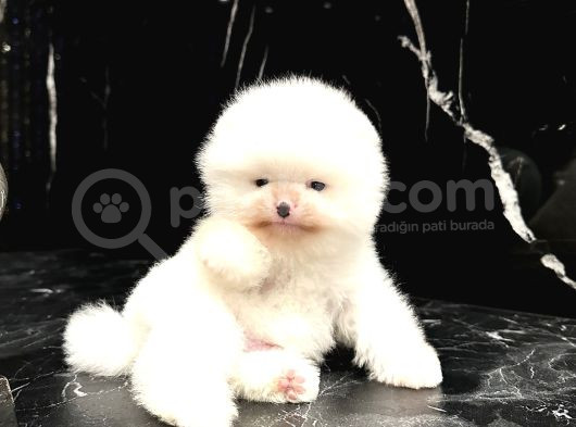Thailanddan Gelen Teddy Bear Özel Seri Yavru görsel